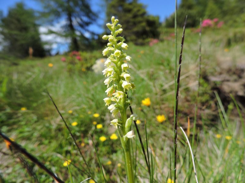 Piccola carrellata di orchidee - Valle Camonica